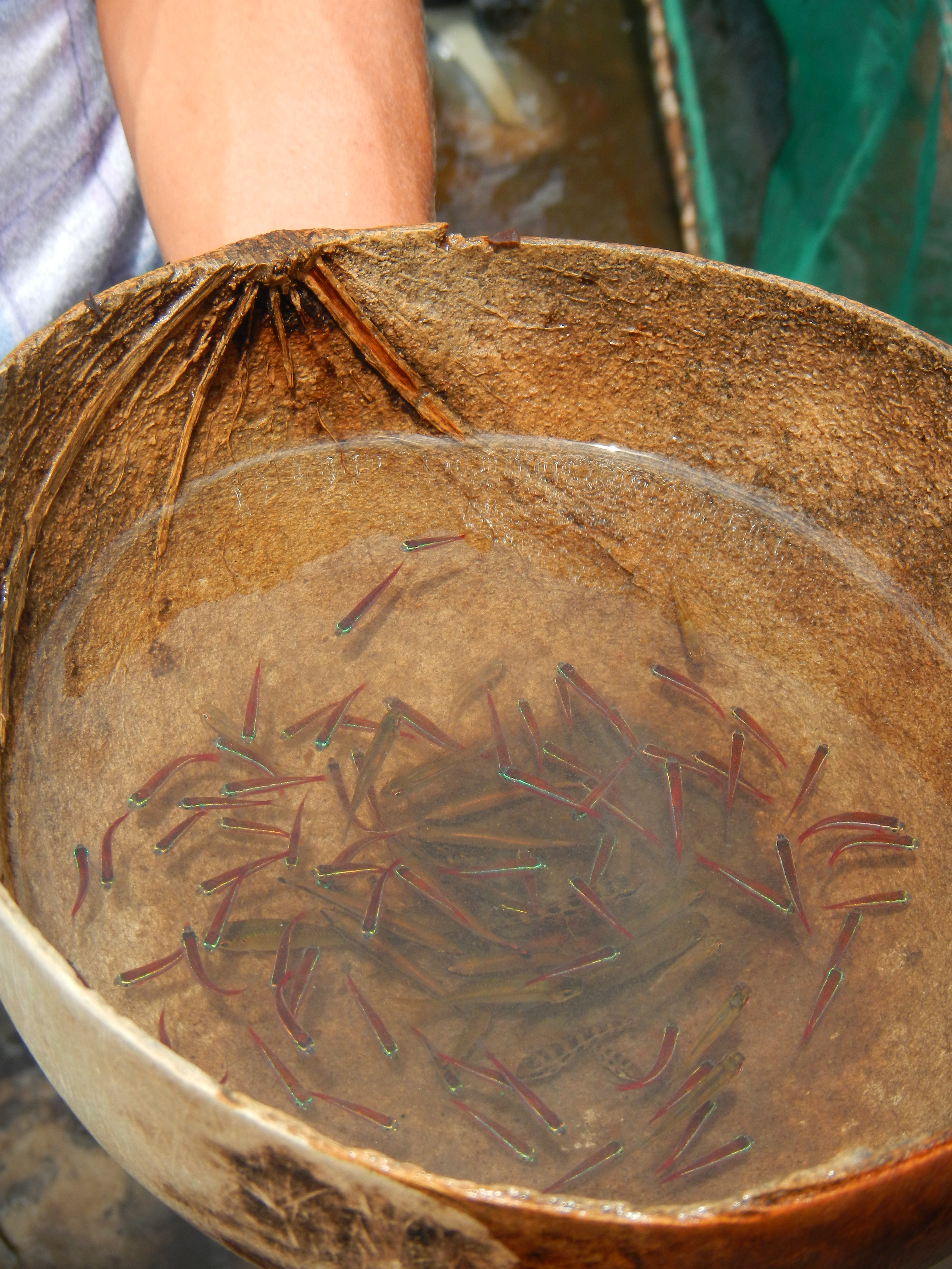 Photo: Project Piaba