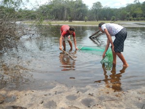 Collecting Tetras Daracua