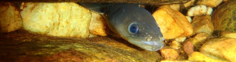 Anguilla-mossambica_Blindekloof_Bruce-Ellender_P1070354-cropped-e1380376409683