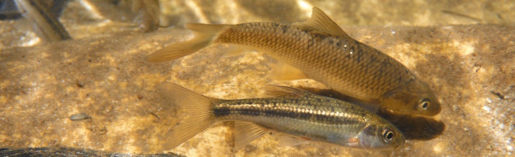 Barbus capensis Barbus calidus Barbus phlegethon rondegat ¬© Dean Impson 