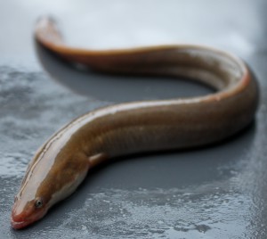 European eel, Anguilla anguilla © David Curnick