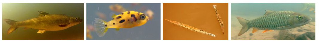 Photos: Riaan van der Walt, Rajeev Raghavan, Wetlands International LAC, Bosco Chan