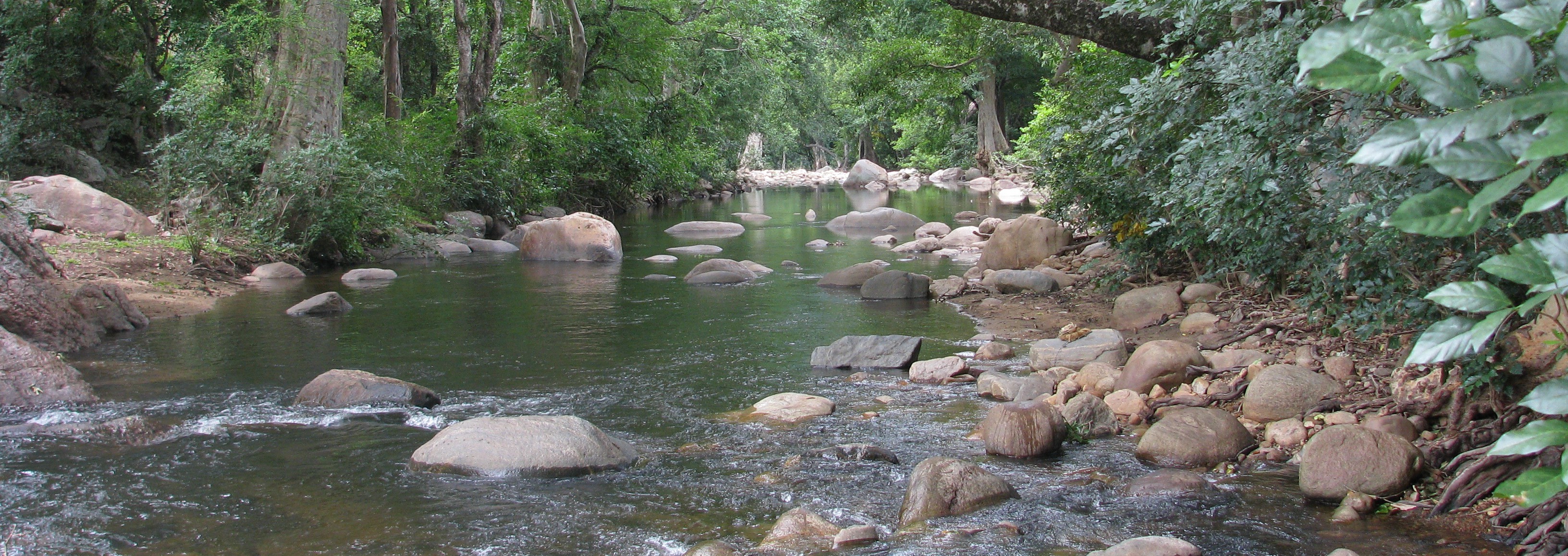 Stream in the Chinnar Wildlife Sanctuary, Western Ghats, home to two endemic species, Mesonoemacheilus pambarensis, and Tor remadevii ¬© Rajeev Raghavan