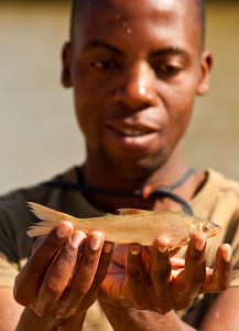 Clanwilliam sandfish (Labeo seeberi) survey - part of The Cape Critical Rivers Project ¬© Bruce Paxton