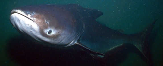 smallmekonggiantcatfish1-e1380378202628