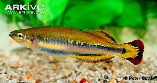 Bedotia madagascariensis