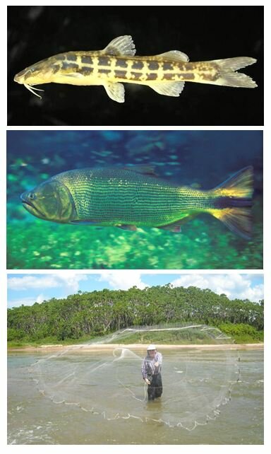 Freshwater fish photos