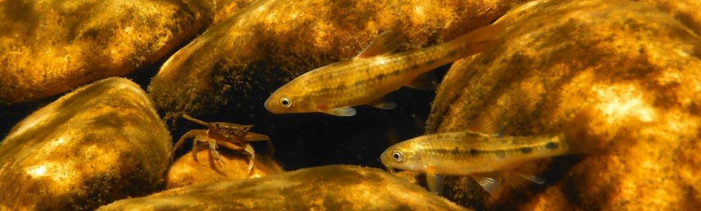 Berg River redfin, Pseudobarbus burgi. Phtoto: Dean Impson