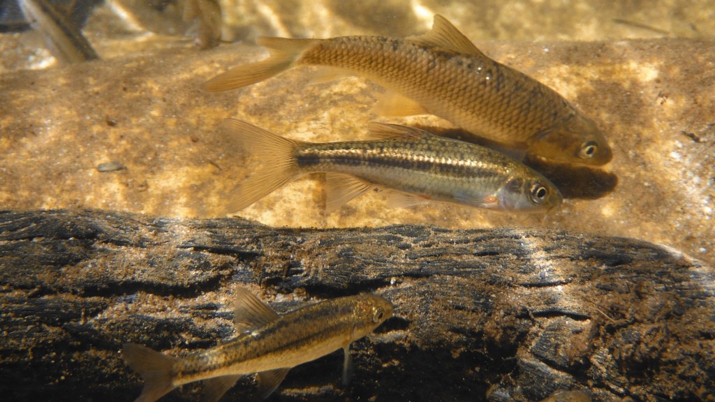 Barbus-capensis_Barbus-calidus_Barbus-phlegethon_rondegat_Dean-Impson-e1376945167404